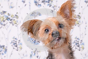 A cute yorkshire terrier headshot