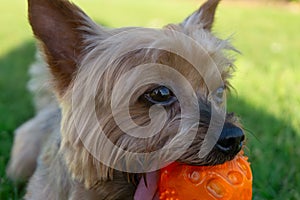 Cute Yorkshire Terrier holding orange ball in mouth.