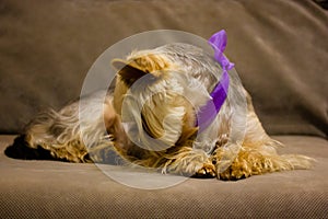Cute Yorkshire Terrier little dog lies on couch at home. Puppy gift. Canine pet.
