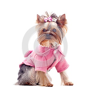 Cute yorkshire terrier in pink coat