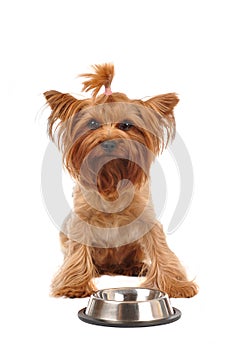 Cute yorkshire terrier portrait with empty bowl