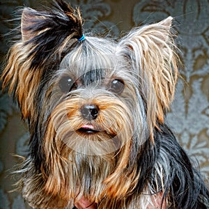 Cute Yorkshire Terrier Puppy