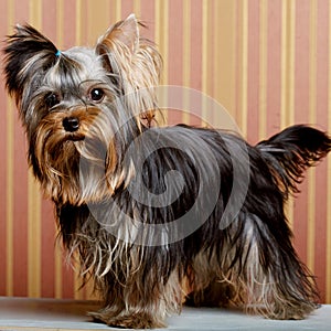 Cute Yorkshire Terrier Puppy