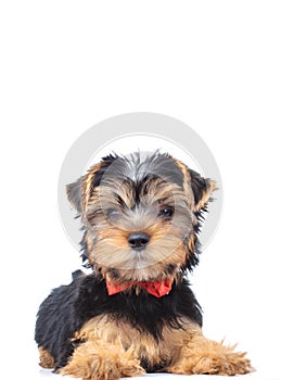 Cute yorkshire terrier puppy dog laying down