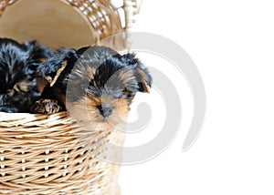 Cute Yorkshire terrier puppy dog sitting in a box