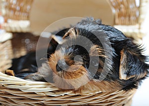 Cute Yorkshire terrier puppy dog sitting in a box