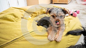 Cute Yorkshire terrier puppy sitting comfortably on a green beanbag, licking its lips