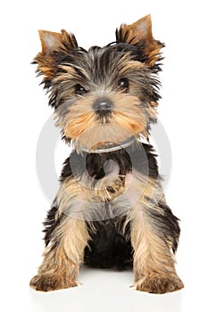 Cute Yorkshire Terrier puppy on a white background