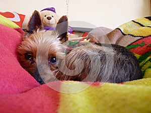 Cute Yorkshire Terrier sleeping and chilling out photo