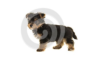 Cute yorkshire terrier, yorkie puppy standing seen from the side