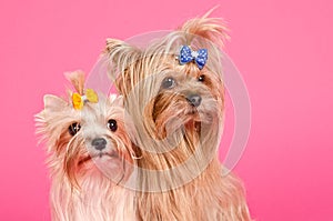 Cute Yorkshire Terriers portrait