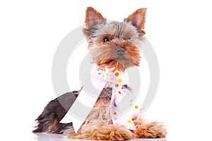 Cute yorkshite puppy dog