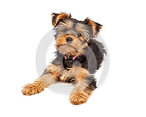 Cute Yorksire Terrier Puppy Laying photo