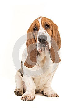 Cute young adult basset hound sitting and facing the camera seen from the side