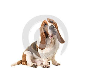 Cute young adult basset hound sitting and facing the camera seen from the side