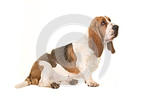 Cute young adult basset hound sitting and looking to the right seen from the side