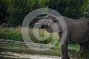 A cute and young African elephant drinking water in summer