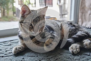 Cute young American Shorthair sit the house entrance door