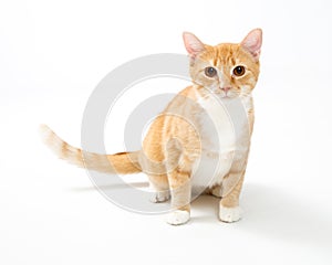 Cute Young Attentive Orange Tabby Cat