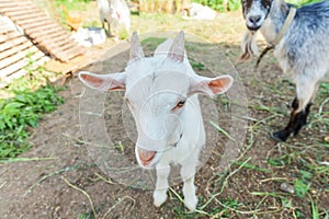 Cute young baby goat relaxing in ranch farm in summer day. Domestic goats grazing in pasture and chewing, countryside background.