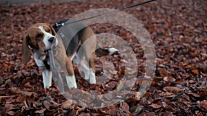 Cute young beagle dog gnaw wooden stick, sit at leaves field