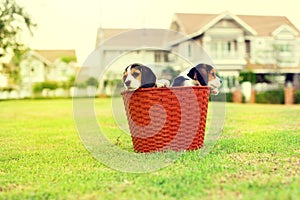 Cute young Beagles