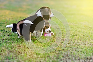 Cute young Beagles