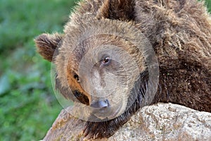 Cute young bear-Ursus arctos beringianus