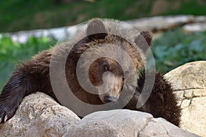 Cute young bear-Ursus arctos beringianus photo