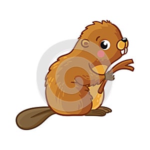 Cute young beaver is sitting and holding stick.