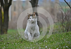 Cute young bicolor tabby and white cat on meadow covered with petals