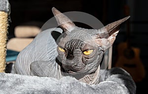 cute Young black hairless sphynx cat indoor portrait