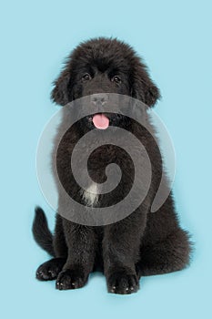 Cute young black new foundland dog on a blue background photo