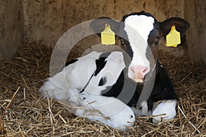 Cute young black and white calf lies in straw