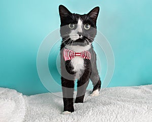 Cute Young Black and White Cat Wearing Red and White Striped Bow Tie Costume Portrait Standing Looking to Right