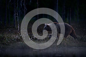 Cute young brown bear cub on the cotton grass, summer season in Finland taiga. Lost bear baby without mother in the nature. Europe
