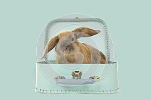 Cute young brown rabbit sitting in a turquoise blue suitcase on