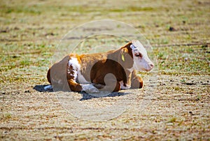 Cute young brown and white calf