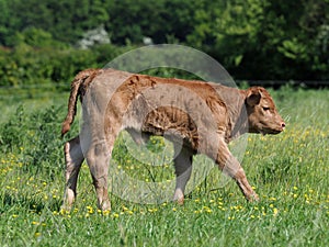 Cute Calf