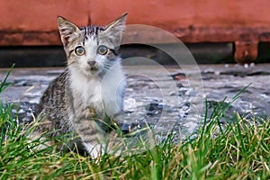 a cute young cat with a big green eyes in the green grass