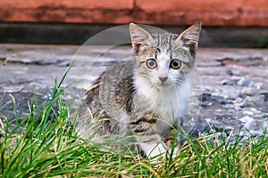 a cute young cat with a big green eyes in the green grass