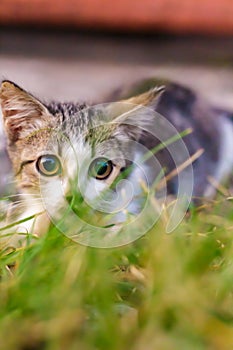 a cute young cat with a big green eyes in the green grass