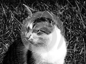 Cute young cat in closeup view with blurred grassy background