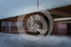 Cute young cat hiding under couch