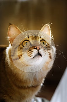 Cute young cat looking up, Tabby cat. Funny pets. Curiosity, surprise, delight, interest