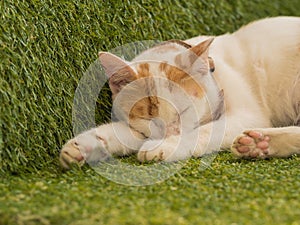 Cute young cat sleeping on green turf, Thailand