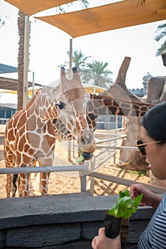 Cute young Chinese woman is feeding giraffe in the Zoo