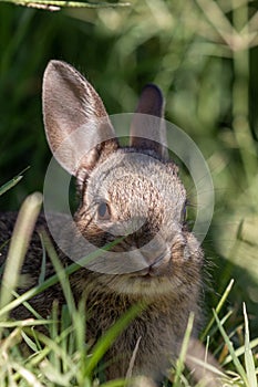 Cute Young Cottontail Rabbit Portrait