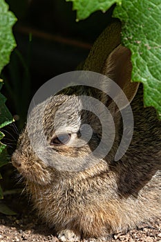 Cute Young Cottontail Rabbit Portrait