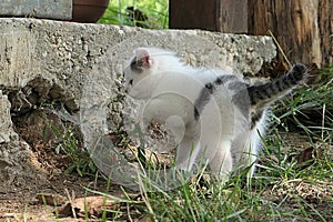 Cute young crossbreed bicolor kitten with raised front paw